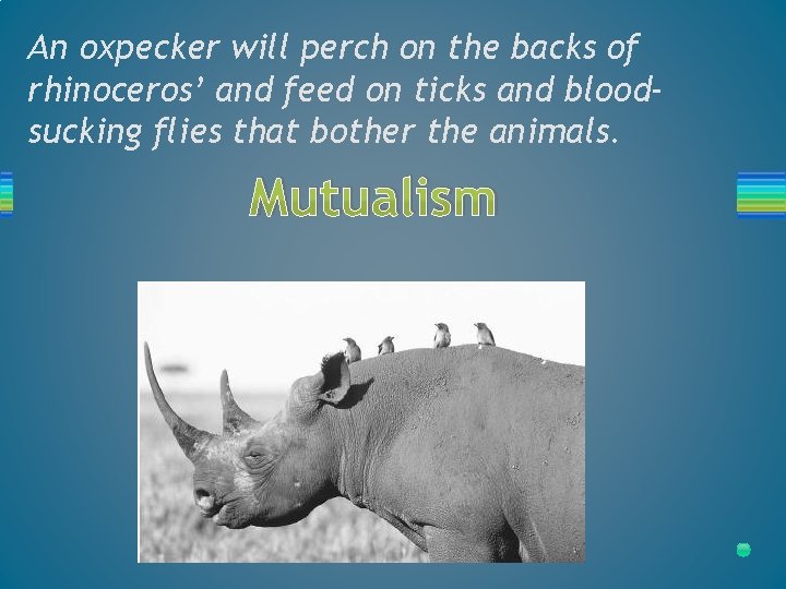 An oxpecker will perch on the backs of rhinoceros’ and feed on ticks and