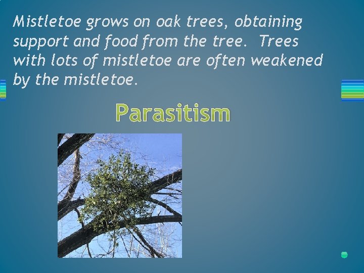 Mistletoe grows on oak trees, obtaining support and food from the tree. Trees with