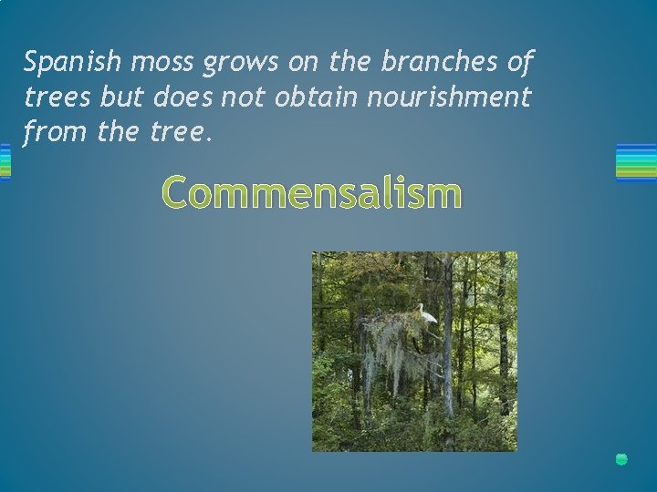 Spanish moss grows on the branches of trees but does not obtain nourishment from