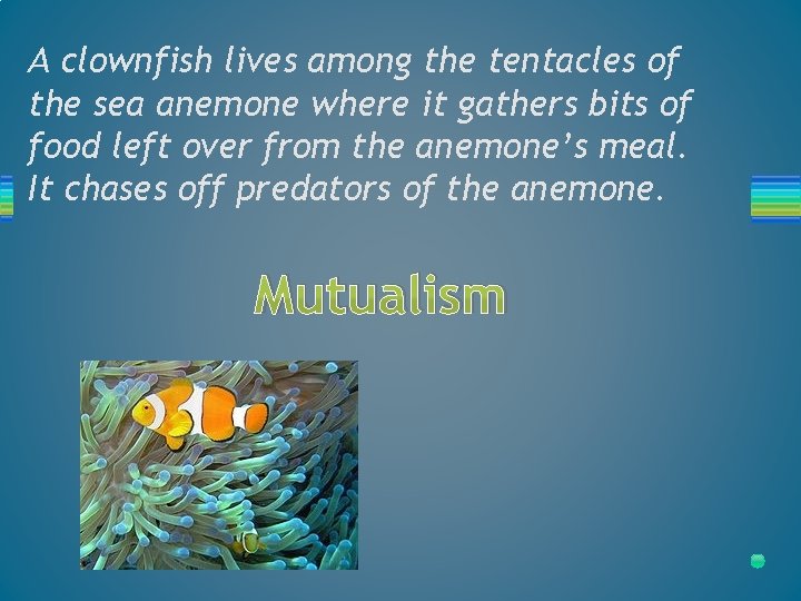 A clownfish lives among the tentacles of the sea anemone where it gathers bits