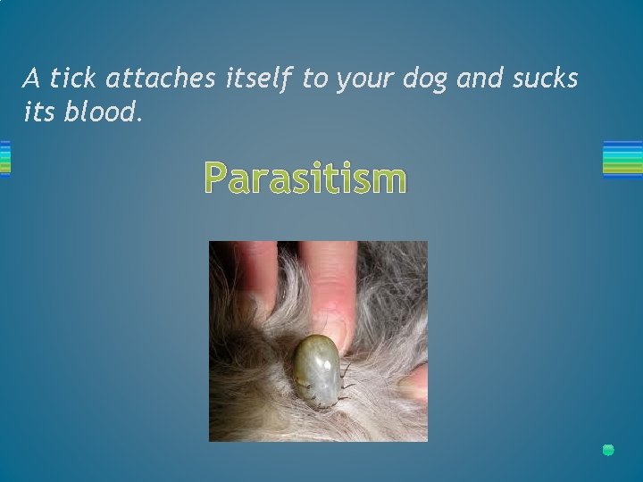 A tick attaches itself to your dog and sucks its blood. Parasitism 