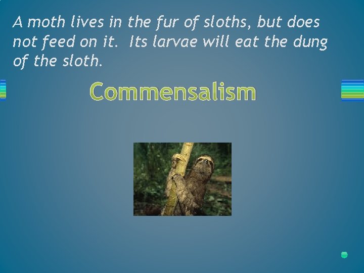 A moth lives in the fur of sloths, but does not feed on it.