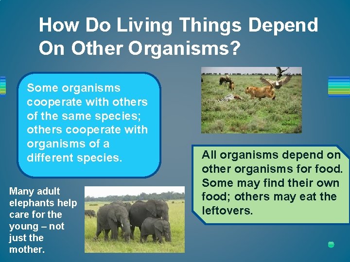 How Do Living Things Depend On Other Organisms? Some organisms cooperate with others of
