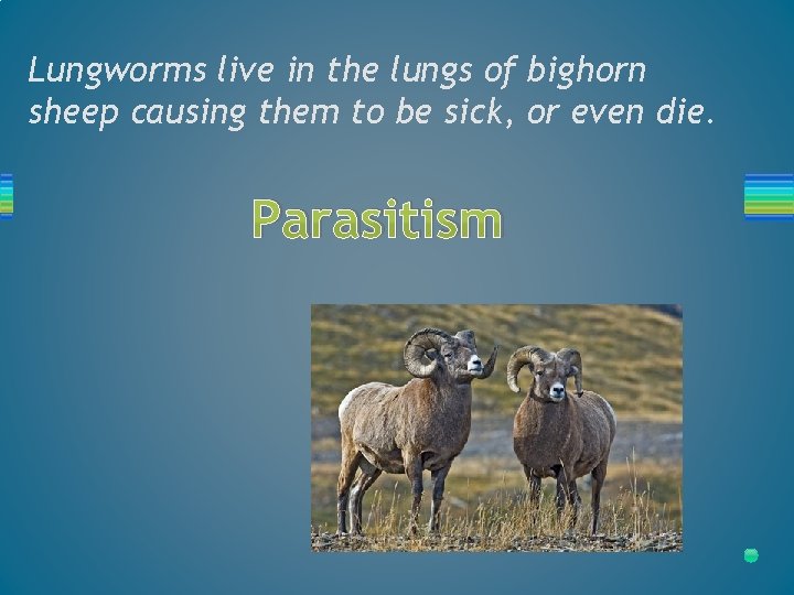 Lungworms live in the lungs of bighorn sheep causing them to be sick, or