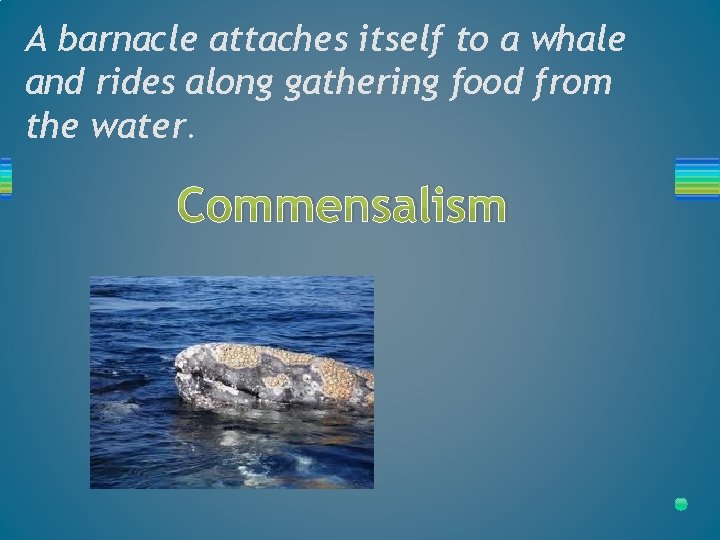 A barnacle attaches itself to a whale and rides along gathering food from the