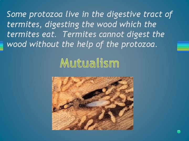 Some protozoa live in the digestive tract of termites, digesting the wood which the