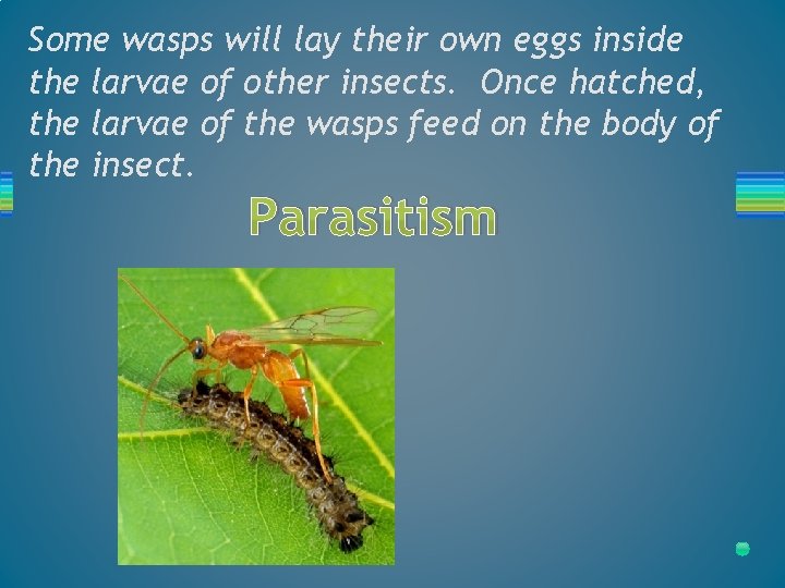 Some wasps will lay their own eggs inside the larvae of other insects. Once