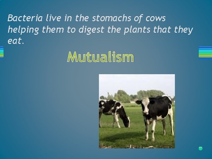 Bacteria live in the stomachs of cows helping them to digest the plants that