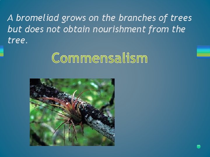 A bromeliad grows on the branches of trees but does not obtain nourishment from