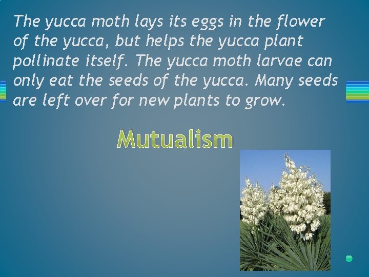 The yucca moth lays its eggs in the flower of the yucca, but helps