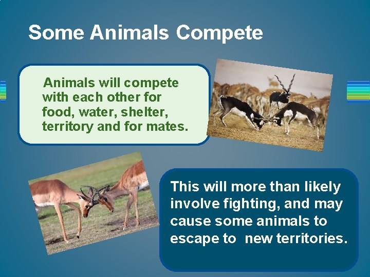 Some Animals Compete Animals will compete with each other food, water, shelter, territory and