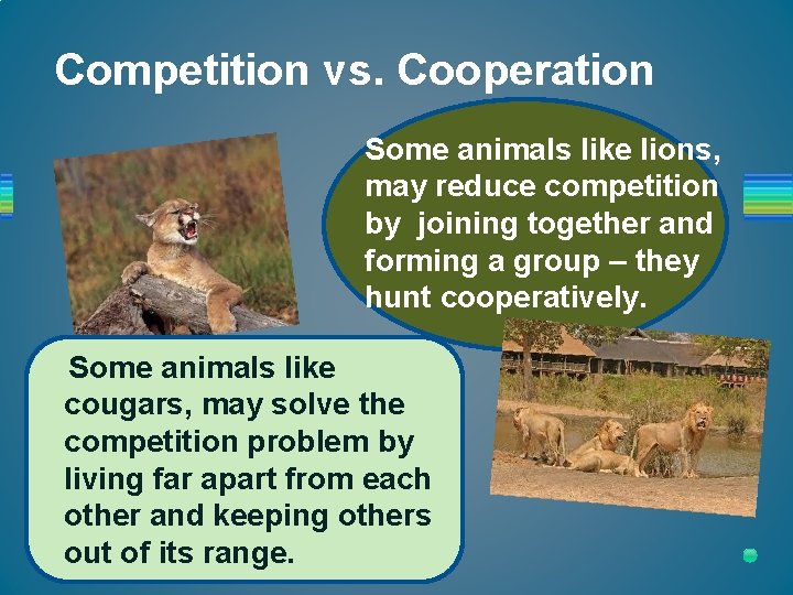 Competition vs. Cooperation Some animals like lions, may reduce competition by joining together and