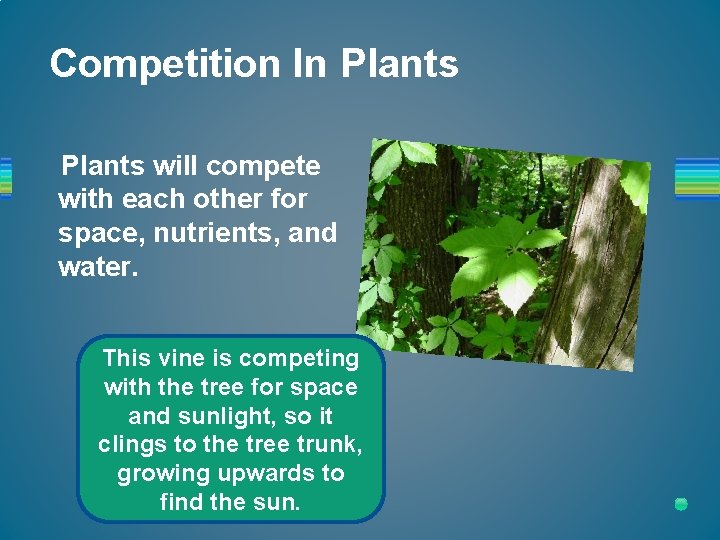 Competition In Plants will compete with each other for space, nutrients, and water. This