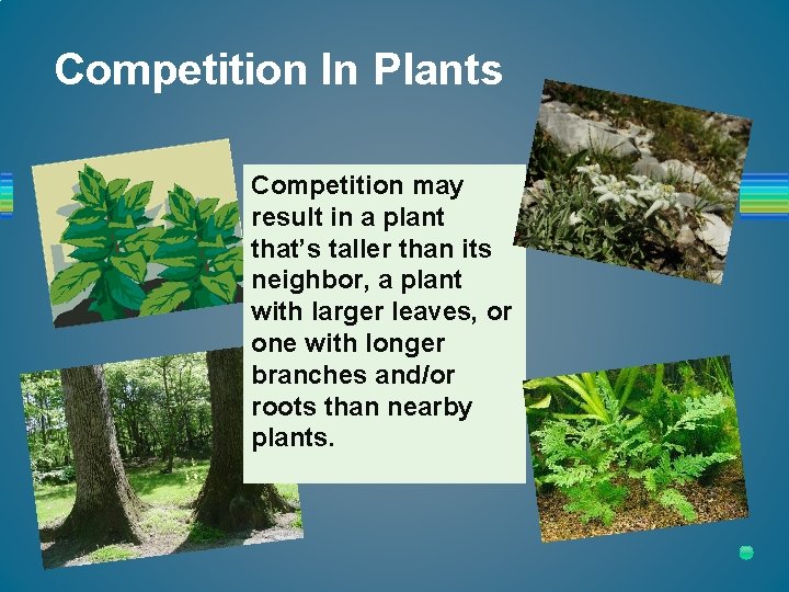 Competition In Plants Competition may result in a plant that’s taller than its neighbor,