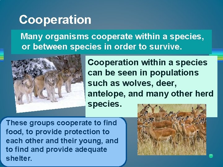 Cooperation Many organisms cooperate within a species, or between species in order to survive.