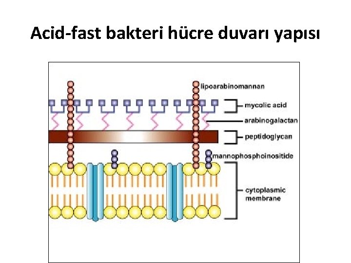 Acid-fast bakteri hücre duvarı yapısı 