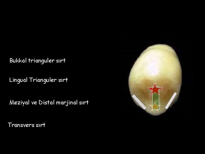 Bukkal trianguler sırt Lingual Trianguler sırt Meziyal ve Distal marjinal sırt Transvers sırt 