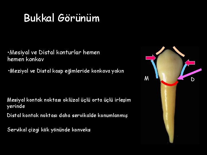 Bukkal Görünüm • Mesiyal ve Distal konturlar hemen konkav • Meziyal ve Distal kasp