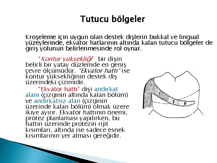Tutucu bölgeler Kroşeleme için uygun olan destek dişlerin bukkal ve lingual yüzeylerinde, ekvator hatlarının