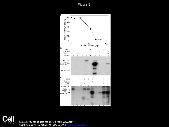 Figure 3 Molecular Plant 2013 6528 -538 DOI: (10. 1093/mp/sss 078) Copyright © 2013