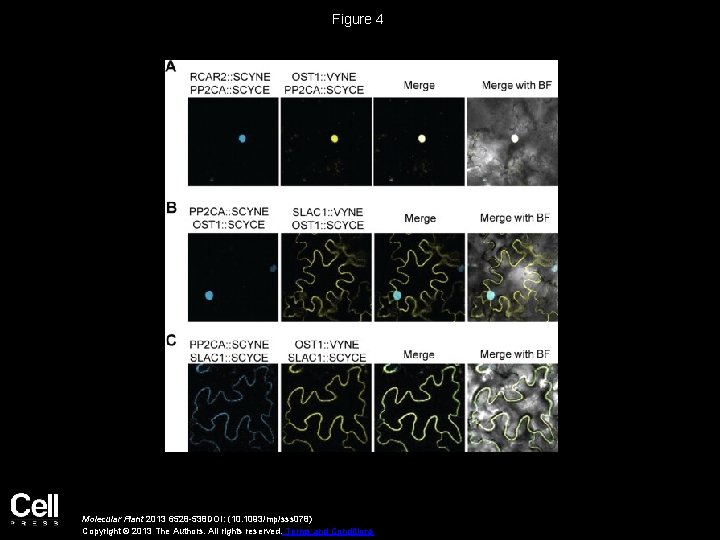 Figure 4 Molecular Plant 2013 6528 -538 DOI: (10. 1093/mp/sss 078) Copyright © 2013