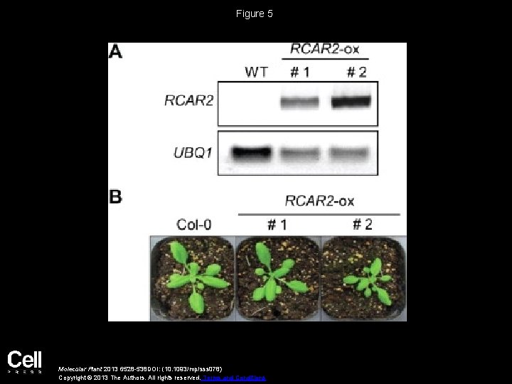 Figure 5 Molecular Plant 2013 6528 -538 DOI: (10. 1093/mp/sss 078) Copyright © 2013
