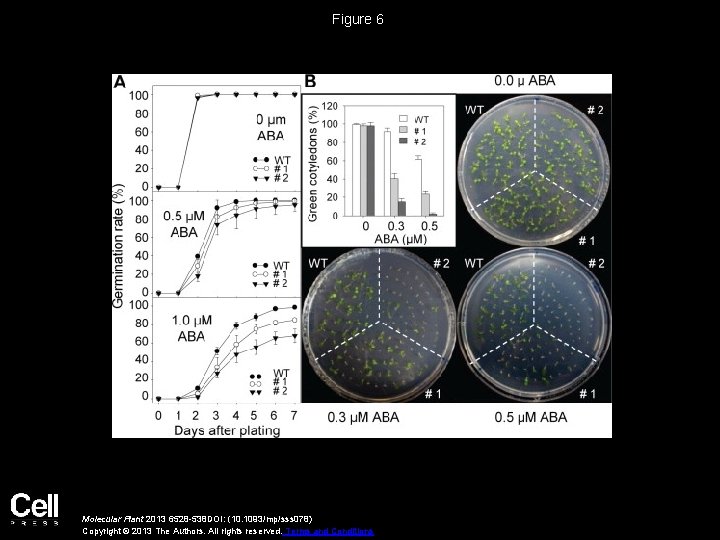 Figure 6 Molecular Plant 2013 6528 -538 DOI: (10. 1093/mp/sss 078) Copyright © 2013