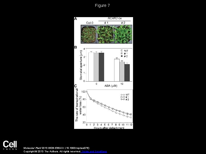Figure 7 Molecular Plant 2013 6528 -538 DOI: (10. 1093/mp/sss 078) Copyright © 2013