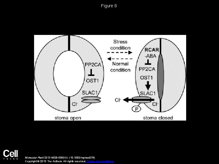 Figure 8 Molecular Plant 2013 6528 -538 DOI: (10. 1093/mp/sss 078) Copyright © 2013
