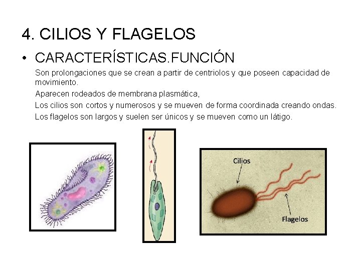 4. CILIOS Y FLAGELOS • CARACTERÍSTICAS. FUNCIÓN Son prolongaciones que se crean a partir