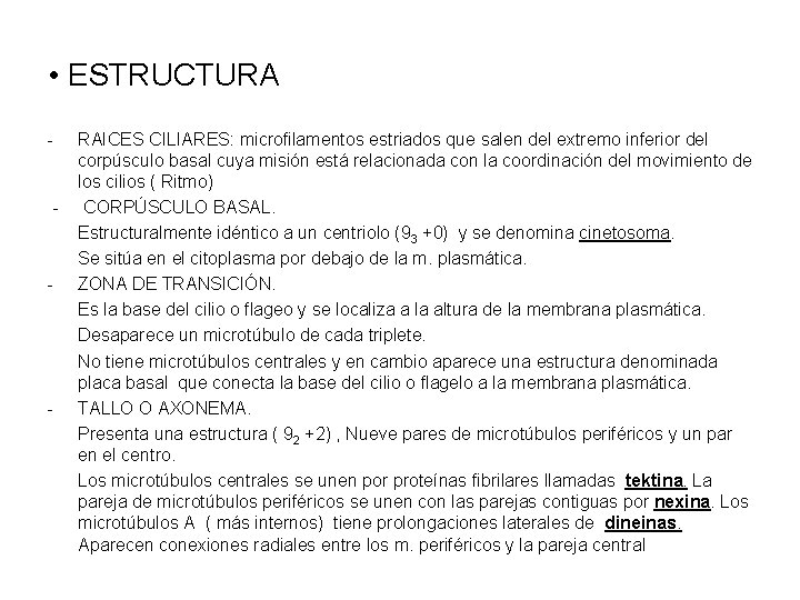  • ESTRUCTURA - - RAICES CILIARES: microfilamentos estriados que salen del extremo inferior