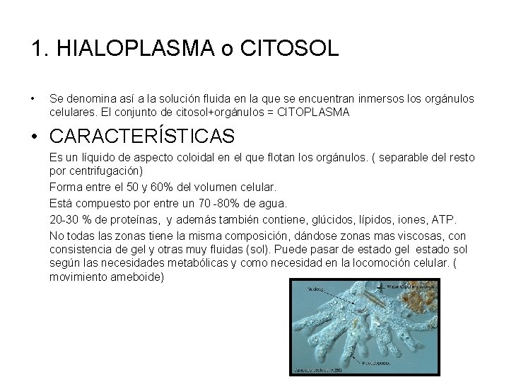 1. HIALOPLASMA o CITOSOL • Se denomina así a la solución fluida en la