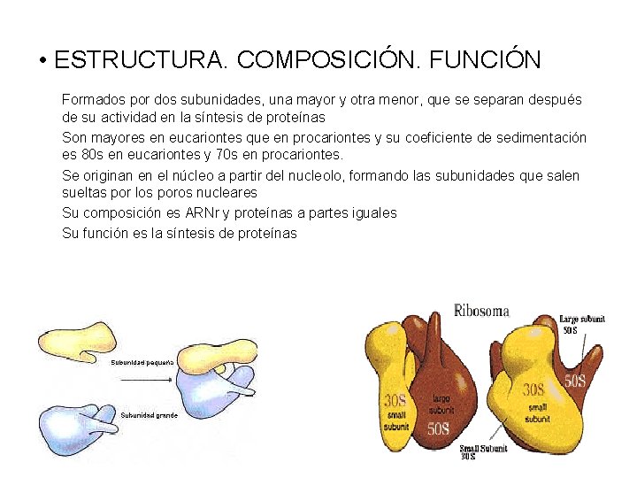 • ESTRUCTURA. COMPOSICIÓN. FUNCIÓN Formados por dos subunidades, una mayor y otra menor,