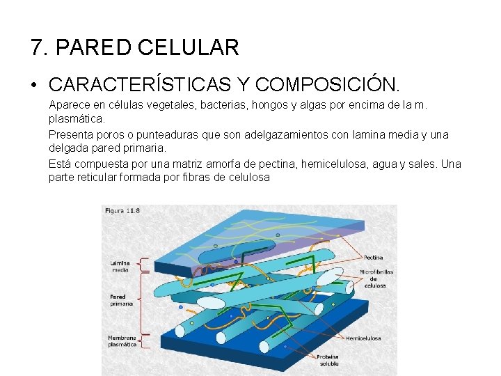 7. PARED CELULAR • CARACTERÍSTICAS Y COMPOSICIÓN. Aparece en células vegetales, bacterias, hongos y