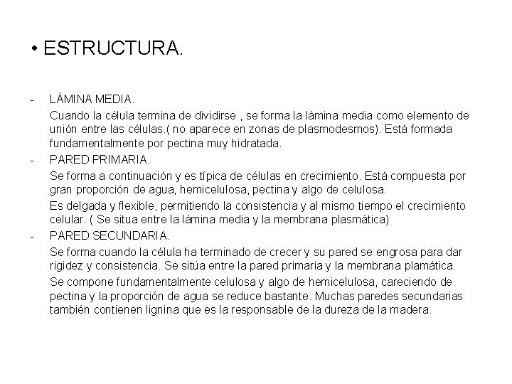  • ESTRUCTURA. - - - LÁMINA MEDIA. Cuando la célula termina de dividirse