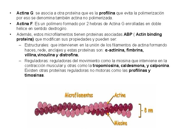  • • • Actina G: se asocia a otra proteína que es la