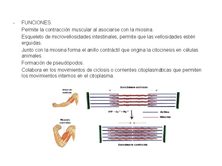 - FUNCIONES. Permite la contracción muscular al asociarse con la miosina. Esqueleto de microvellosidades