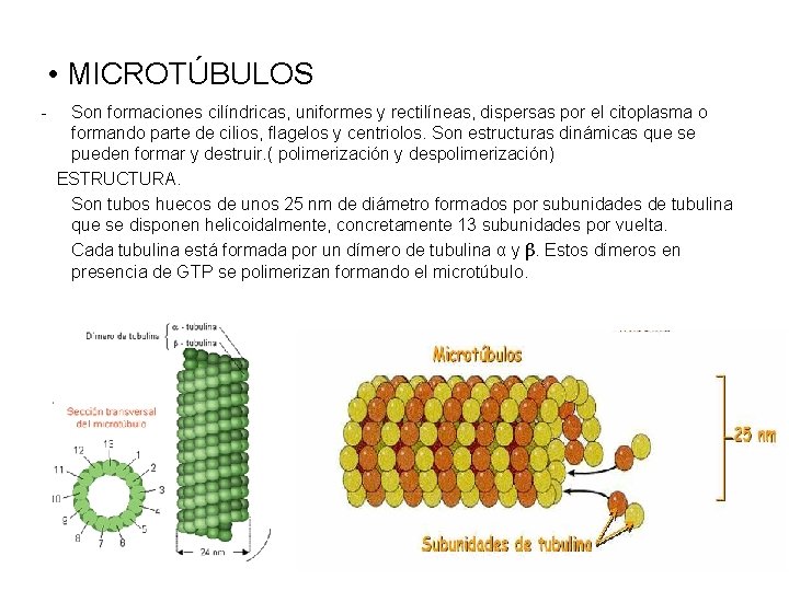  • MICROTÚBULOS - Son formaciones cilíndricas, uniformes y rectilíneas, dispersas por el citoplasma
