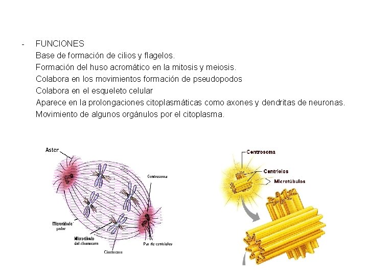 - FUNCIONES Base de formación de cilios y flagelos. Formación del huso acromático en