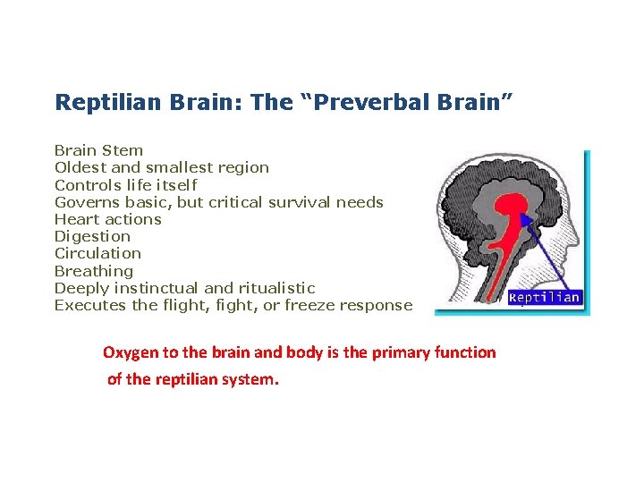 Reptilian Brain: The “Preverbal Brain” Brain Stem Oldest and smallest region Controls life itself