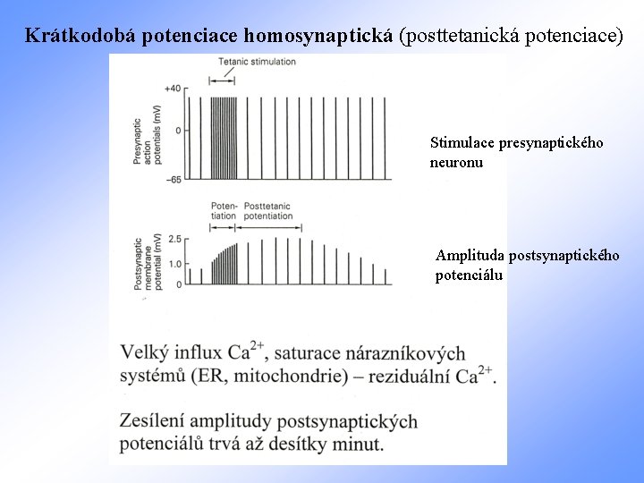 Krátkodobá potenciace homosynaptická (posttetanická potenciace) Stimulace presynaptického neuronu Amplituda postsynaptického potenciálu 