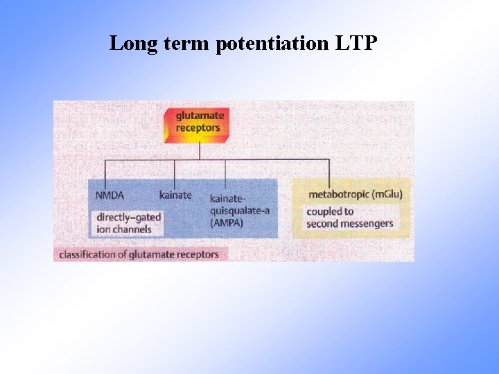 Long term potentiation LTP 