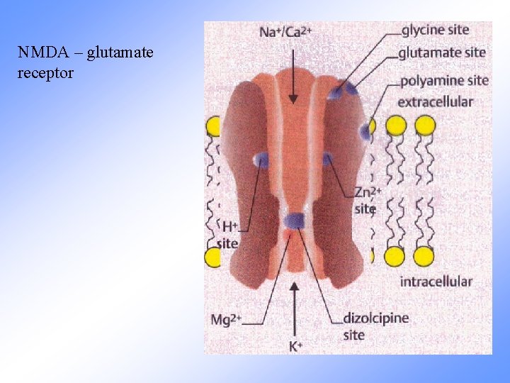 NMDA – glutamate receptor 