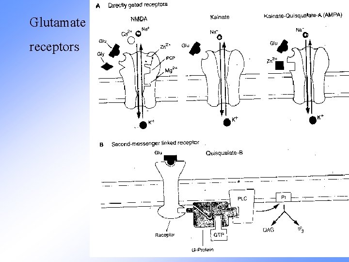 Glutamate receptors 