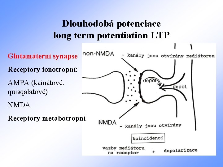 Dlouhodobá potenciace long term potentiation LTP Glutamáterní synapse Receptory ionotropní: AMPA (kainátové, quisqalátové) NMDA