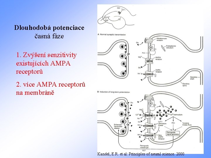 Dlouhodobá potenciace časná fáze 1. Zvýšení senzitivity existujících AMPA receptorů 2. více AMPA receptorů