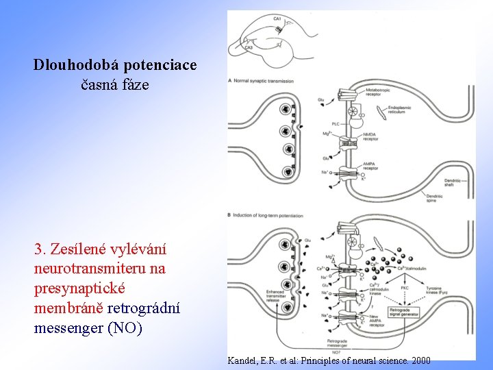 Dlouhodobá potenciace časná fáze 3. Zesílené vylévání neurotransmiteru na presynaptické membráně retrográdní messenger (NO)