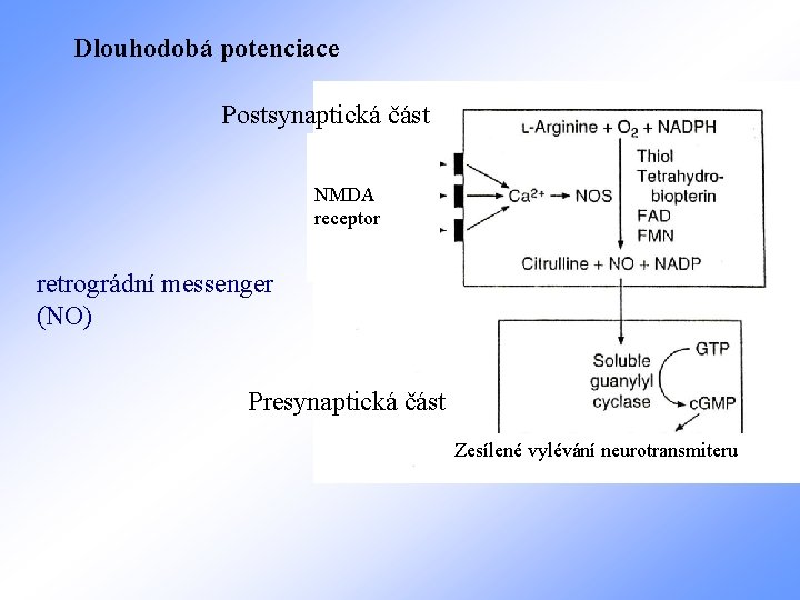 Dlouhodobá potenciace Postsynaptická část NMDA receptor retrográdní messenger (NO) Presynaptická část Zesílené vylévání neurotransmiteru