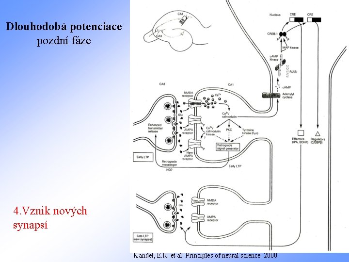 Dlouhodobá potenciace pozdní fáze 4. Vznik nových synapsí Kandel, E. R. et al: Principles