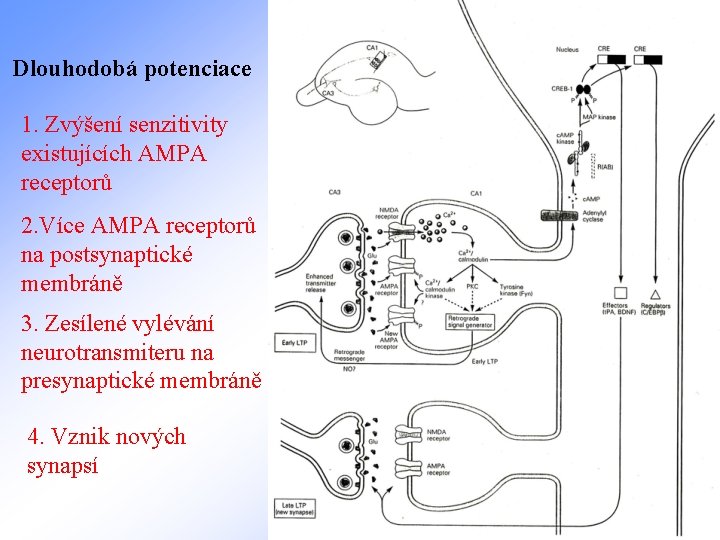 Dlouhodobá potenciace 1. Zvýšení senzitivity existujících AMPA receptorů 2. Více AMPA receptorů na postsynaptické